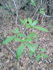 Tabernaemontana amygdalifolia