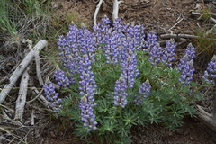 Lupinus nevadensis