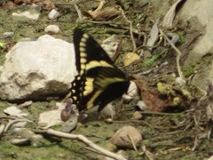 Papilio menatius