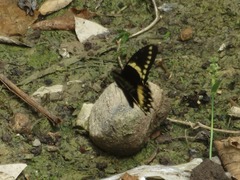 Papilio menatius