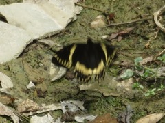 Papilio menatius