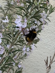 Bombus terrestris