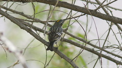 Setophaga coronata coronata × auduboni