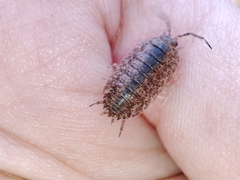 Porcellio debueni