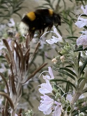 Bombus terrestris