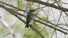 Setophaga coronata coronata × auduboni