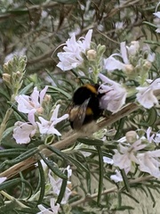 Bombus terrestris
