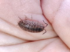 Porcellio debueni