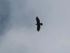 Rupornis magnirostris