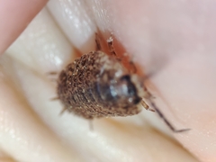 Porcellio debueni