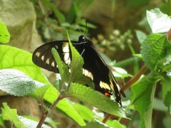 Papilio menatius