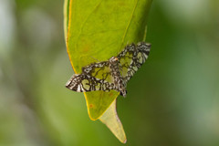 Glyphodes onychinalis