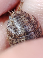 Porcellio debueni