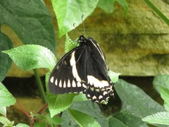Papilio menatius