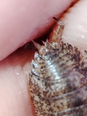 Porcellio debueni