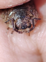 Porcellio debueni