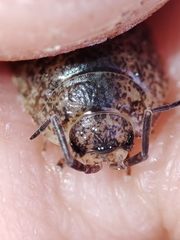 Porcellio debueni