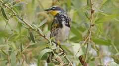 Setophaga coronata coronata × auduboni