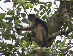Piliocolobus tephrosceles