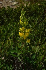 Lupinus croceus