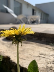 Taraxacum