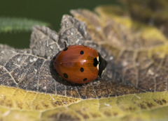 Coccinella septempunctata