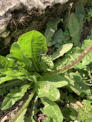 Taraxacum