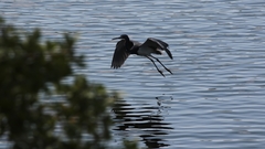 Egretta tricolor image