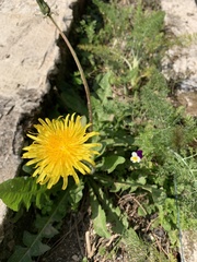 Taraxacum
