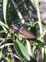 Enaphalodes hispicornis