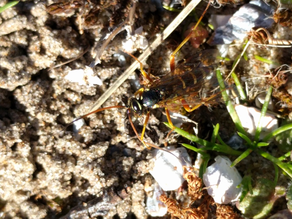 Banchus dilatatorius