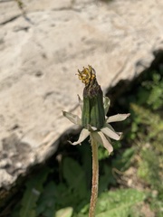 Taraxacum