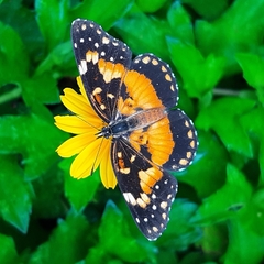 Chlosyne lacinia