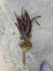 Laminaria digitata