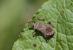 Coreus marginatus