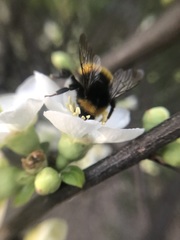 Bombus haematurus