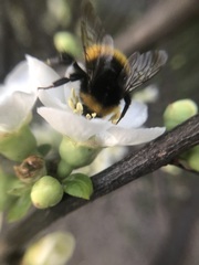 Bombus haematurus