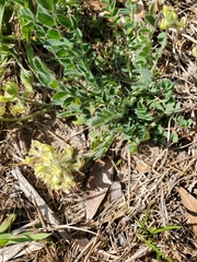 Astragalus villosus