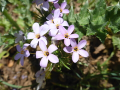 Leptosiphon androsaceus