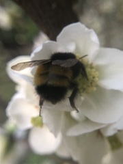 Bombus haematurus