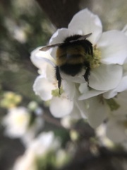 Bombus haematurus