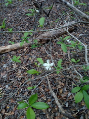 Tabernaemontana amygdalifolia