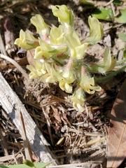 Astragalus villosus