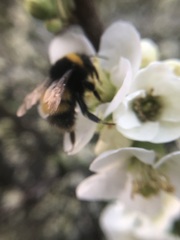 Bombus haematurus