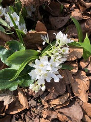 Allium ursinum