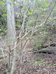 Tabernaemontana amygdalifolia