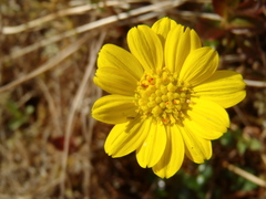 Tephroseris newcombei