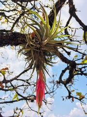 Tillandsia erubescens