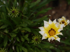 Gazania