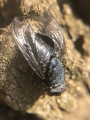 Diptera
